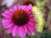Coneflower